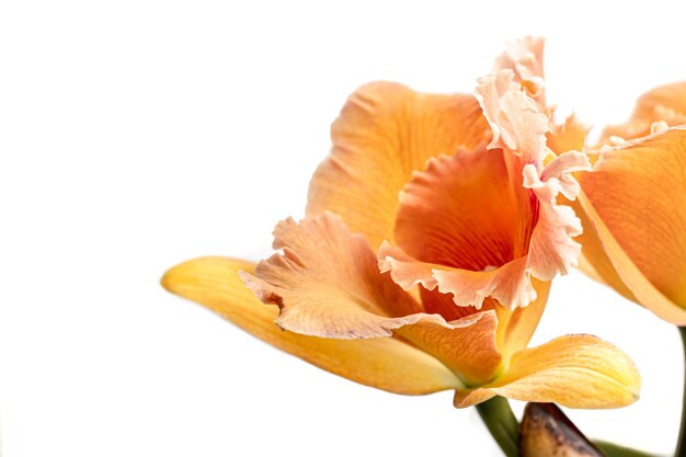 Closeup de orquídea tailandesa em um fundo desfocado isolado