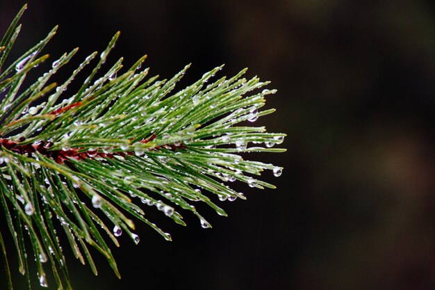 Closeup de orvalho da manhã em um galho de um pinheiro verde