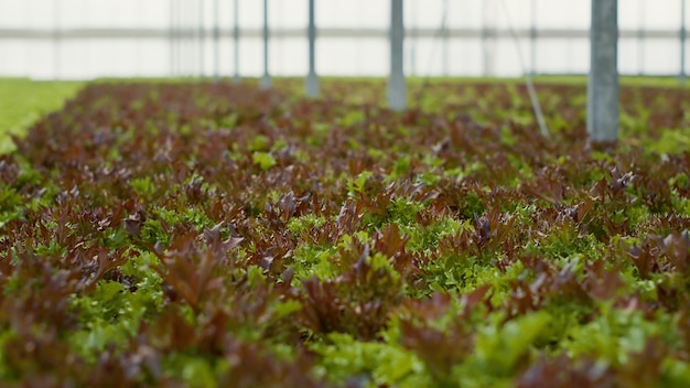 Closeup de plantas vegetais totalmente cultivadas em solo orgânico pronto para colheita e entrega em lojas e mercados veganos. estufa vazia com ambiente hidropônico crescendo bio vegetais.