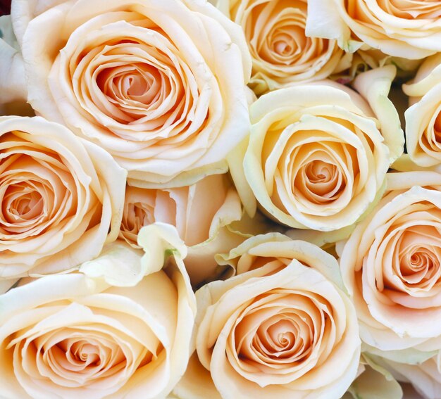 Closeup de rosas cor de rosa claro