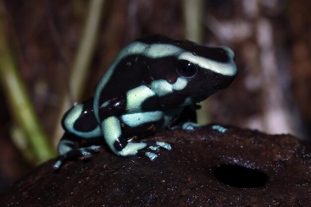 Closeup de sapo de dardo verde Dendrobates auratus