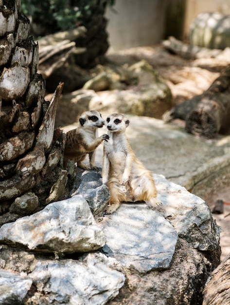 Foto grátis closeup de suricatos no zoológico