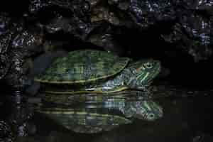 Foto grátis closeup de tartaruga brasileira bebê na reflexão closeup de tartaruga brasileira