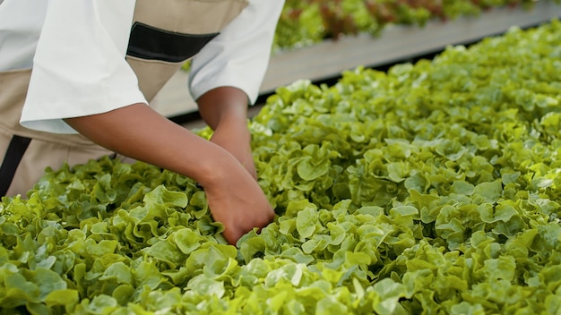Closeup de trabalhador americano africano cultivando alface orgânica verificando pragas em ambiente hidropônico em estufa. Foco seletivo nas mãos da mulher inspecionando plantas fazendo controle de qualidade.