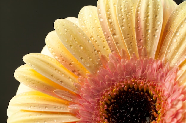 Closeup, de, um, flor branca