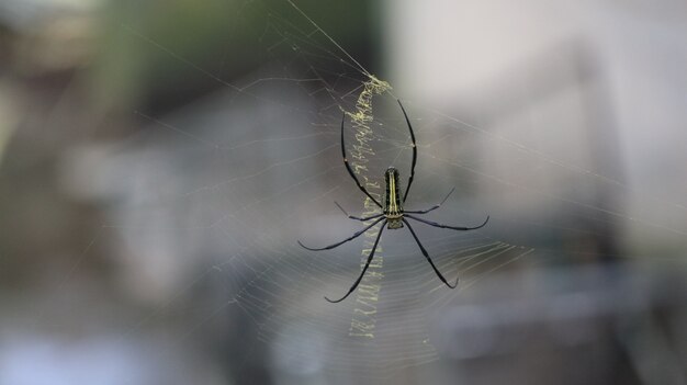 Closeup de uma bela aranha em uma web