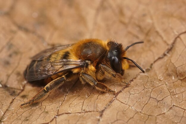 Closeup em uma abelha de cortador de folhas de Willughby feminino, Megachile willug