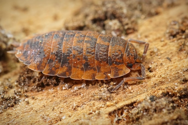 Closeup em woudlouse áspero comum de cor laranja anormal, Porc