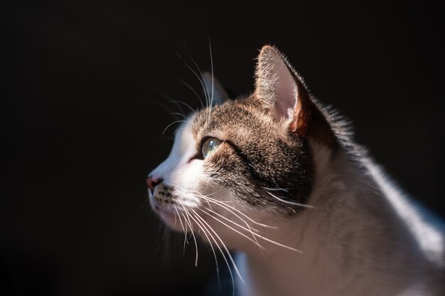 Closeup exibição seletiva de um lindo gato doméstico com olhos verdes claros