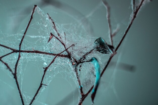 Closeup extrema de galhos de plantas cobertas por uma teia de aranha