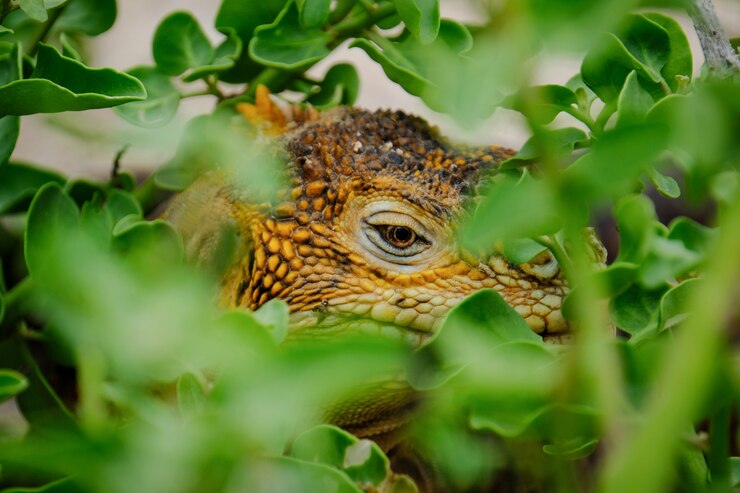 Foto grátis closeup extrema tiro de uma iguana escondido nas plantas