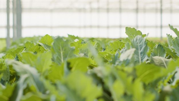 Closeup extremo de folhas de vegetais verdes cultivadas em fazenda orgânica sendo cultivada sem pesticidas, parecendo prontas para a colheita. foco seletivo em plantas saudáveis crescendo em estufa vazia.