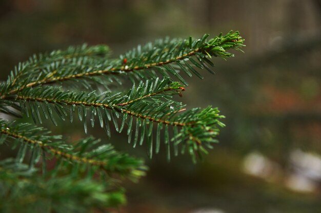 Closeup foco de um pequeno galho de pinheiro na floresta em um dia chuvoso de inverno