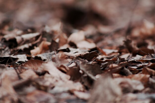 Closeup foco seletivo tiro de seco caído folhas de outono