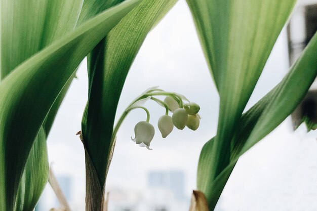 Closeup foto de foco seletivo de flocos de neve brancos frescos com folhas ao lado