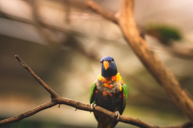 Closeup foto de foco seletivo de um papagaio tropical sentado em um galho de árvore olhando de lado