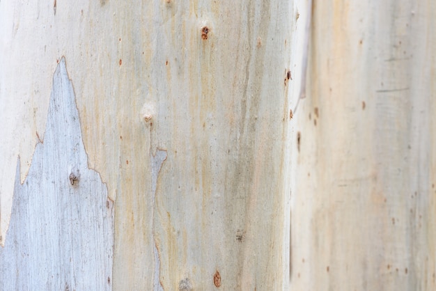 Closeup, madeira, tronco, natural, textura, superfície