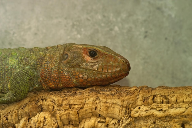 Closeup of northern caiman lizard