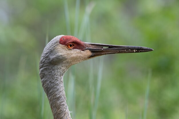 Closeup perfil de um Sand Hill Crane em busca de comida