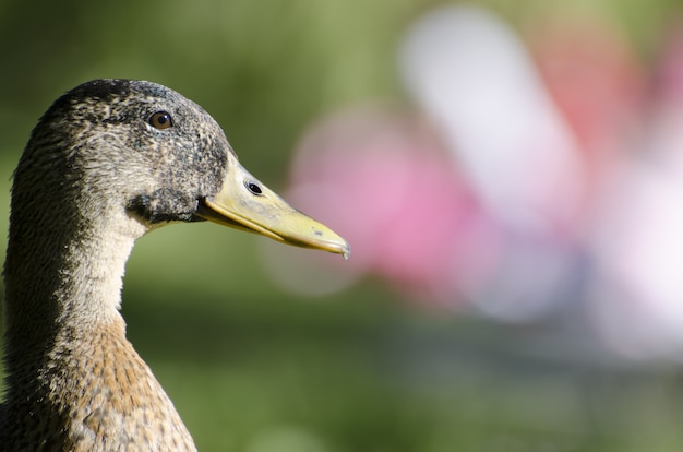 Closeup perfil lateral de um pato contra um fundo desfocado