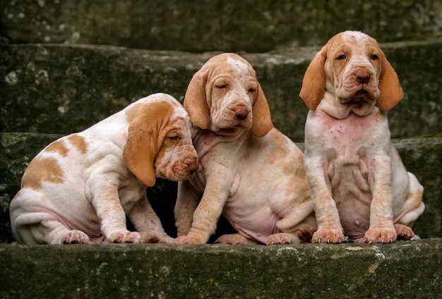 Closeup retrato de três cachorrinhos Bracco de raça pura, sentados em uma escadaria de pedra