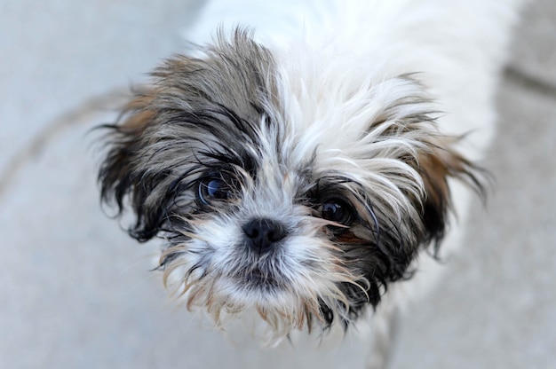 Foto grátis closeup retrato de um adorável filhote de cachorro shih tzu colorido