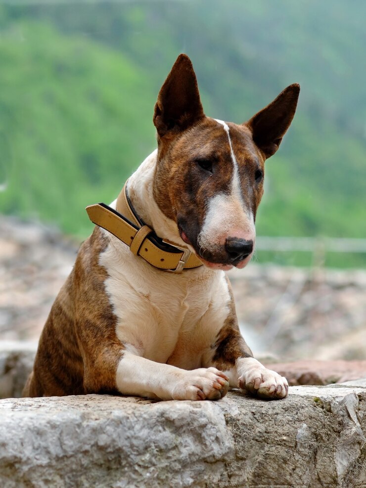 Foto grátis closeup retrato vertical de um cão bull terrier tigrado e branco na coleira com as patas para cima na parede