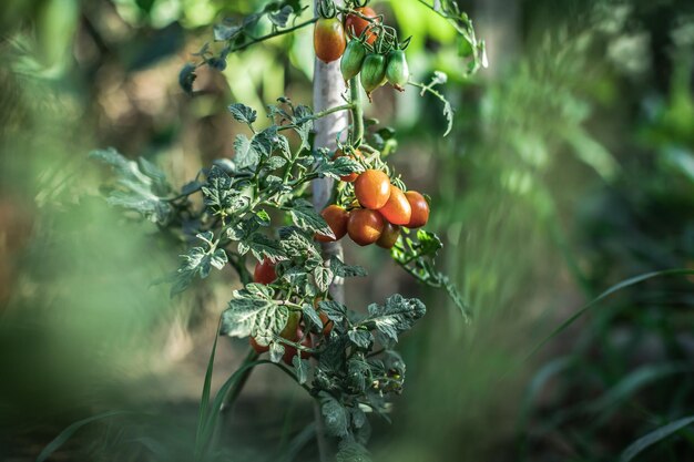 Closeup seletivo de tomate cereja crescendo no jardim