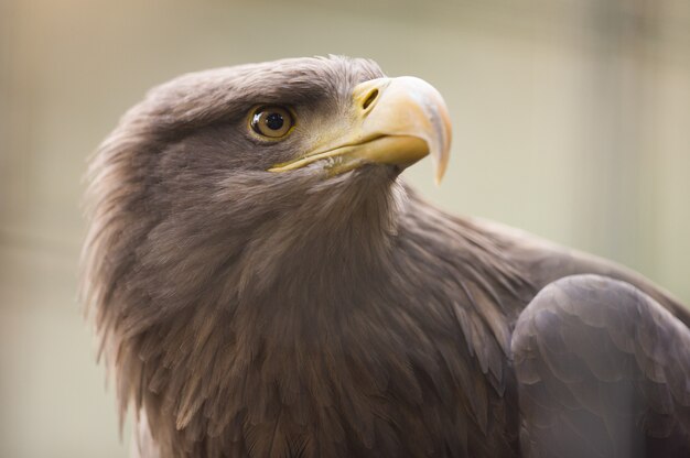 Closeup sot de uma águia dourada com uma turva