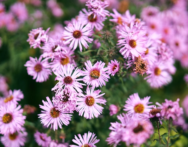 Closeup tiro com foco seletivo de flores cor de rosa com uma abelha no topo e vegetação
