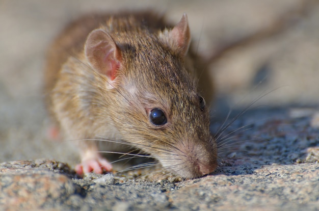Closeup tiro com foco seletivo de um rato marrom no chão de concreto