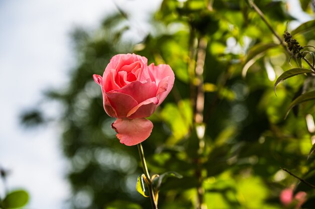 Closeup tiro da bela flor de rosa rosa desabrochando em um jardim em um fundo desfocado