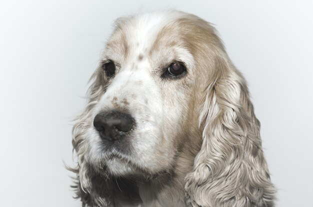 Closeup tiro da cabeça de um lindo cachorro Cocker Spaniel