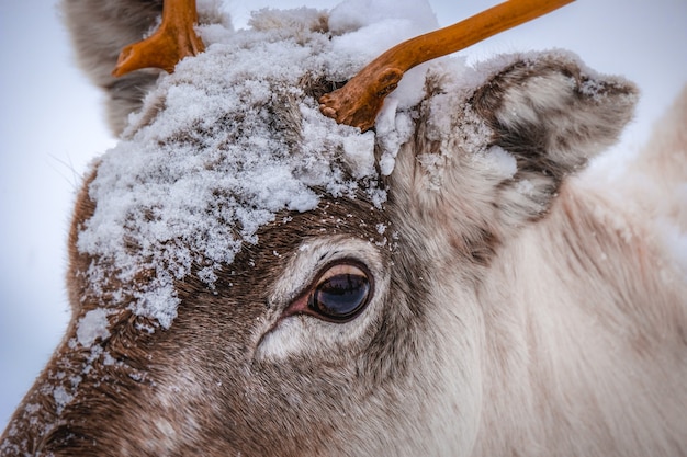 Closeup tiro da cabeça de um lindo veado com flocos de neve