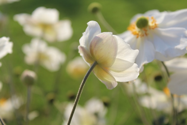 Closeup tiro da flor branca desabrochando no jardim em um dia ensolarado