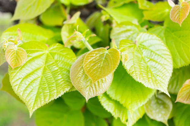 Closeup tiro das folhas verdes de uma árvore no jardim brilhando sob os raios do sol