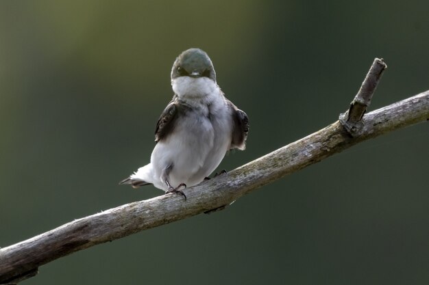 Closeup tiro de andorinha (Rustica Hirundo) empoleirada em um galho de árvore