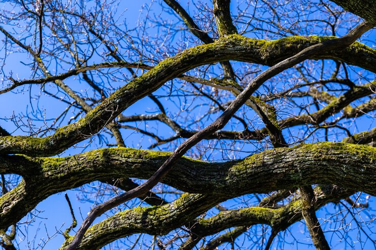 Foto grátis closeup tiro de árvores sob um céu azul no parque maksimir em zagreb, croácia, durante a primavera