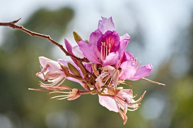 Closeup tiro de bauhinia rosa em flor no fundo desfocado