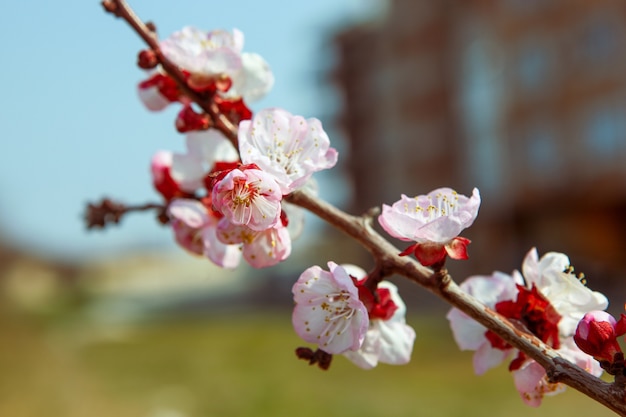 Closeup tiro de belas flores de cerejeira em um galho de árvore com um fundo desfocado
