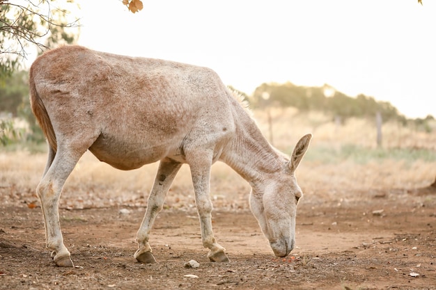 Closeup tiro de burro branco em uma fazenda