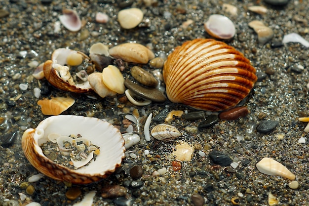 Closeup tiro de caracóis e seixos de diversos tamanhos, cores e formas