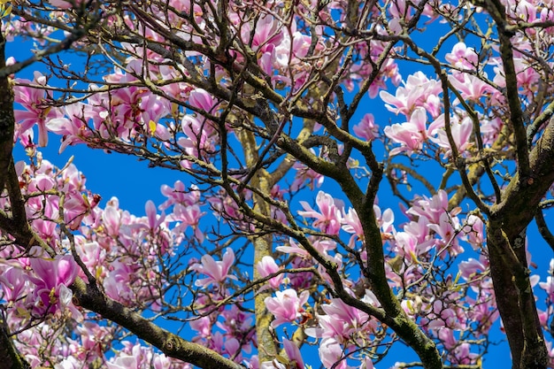 Closeup tiro de cerejeiras em flor sob um céu azul claro