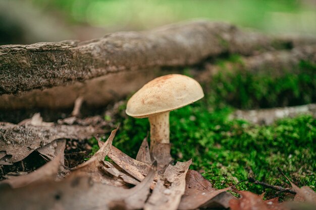 Closeup tiro de cogumelos selvagens na floresta