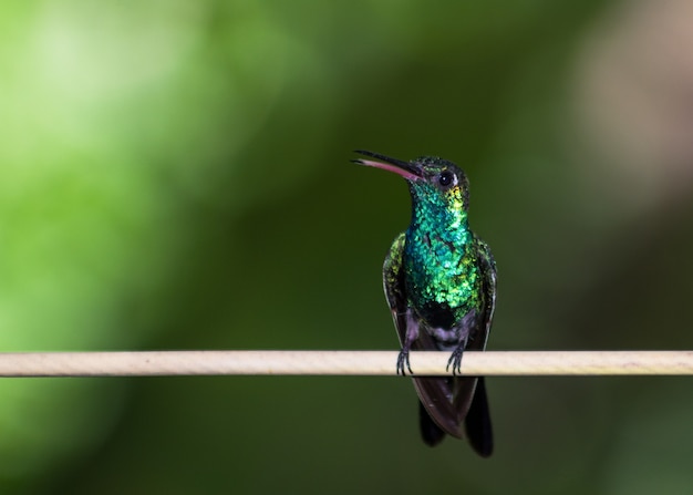 Closeup tiro de colibrí sentado em um galho contra um fundo verde