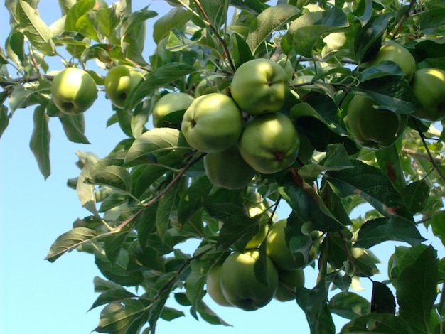 Closeup tiro de deliciosas maçãs frescas, crescendo no meio de um jardim
