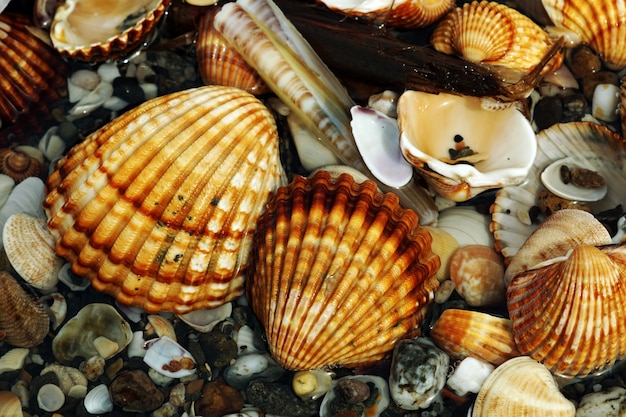 Foto grátis closeup tiro de diferentes moluscos e caracóis colocados uns em cima dos outros