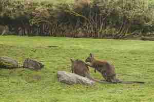 Foto grátis closeup tiro de dois cangurus brincando perto de uma pedra em um campo