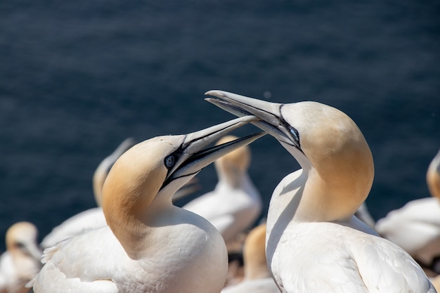 Closeup tiro de dois gansos do norte na ilha helgoland