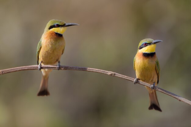 Closeup tiro de dois pássaros Abelharuco em um galho